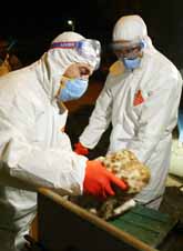 Turkiska experter avlivar och förstör smittade fåglar. Foto: Osman Orsal/Pressens Bild