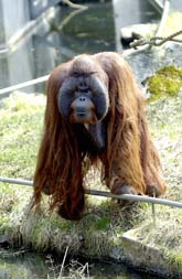 Orangutangen Baku har överfallit en skötare på djurparken i Borås. Foto: Bengt Lagerstedt/PrB