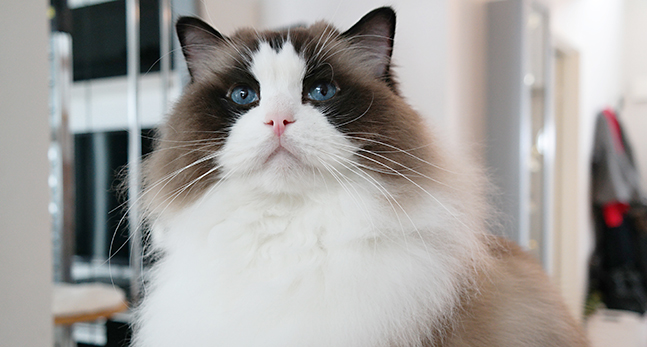 Ragdoll är populära.