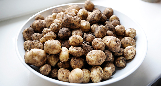 Färskpotatis