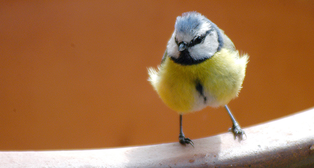 Båmes