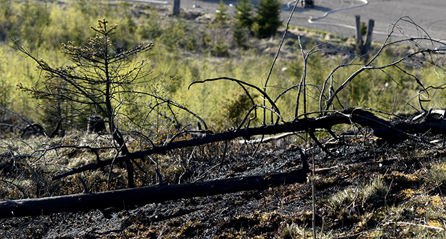 gräsbrand