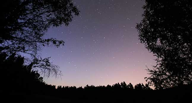 En natthimmel med många stjärnor. Himlen är blå och svagt rosa. Stjärnorna syns som små gula prickar på himlen. Bilden ramas in av mörk skog.
