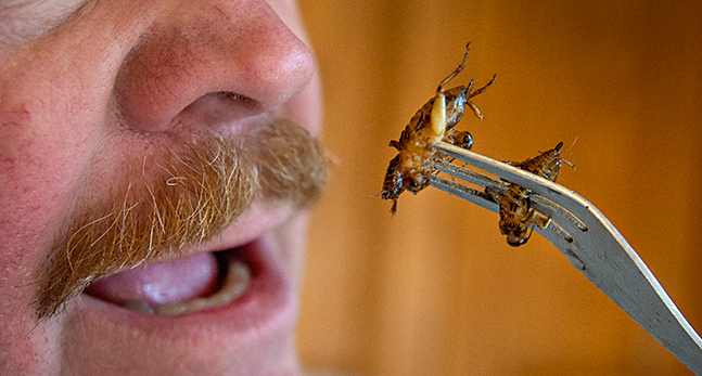 En man har insekter på en gaffel och är på väg att stoppa dem i munnen.