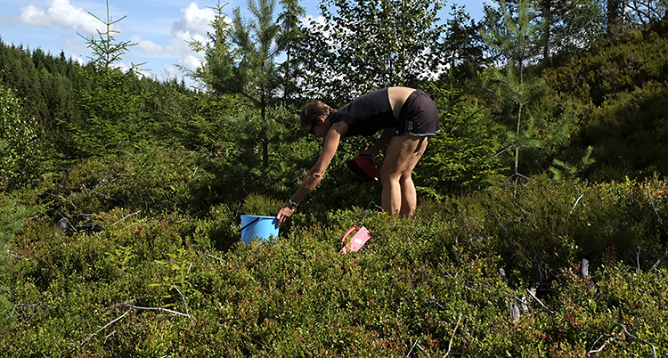 En kvinna plockar blåbär