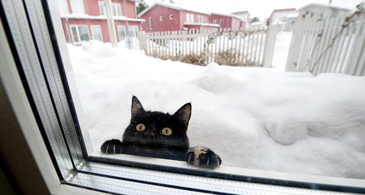 En katt tittar in genom ett fönster på vintern.
