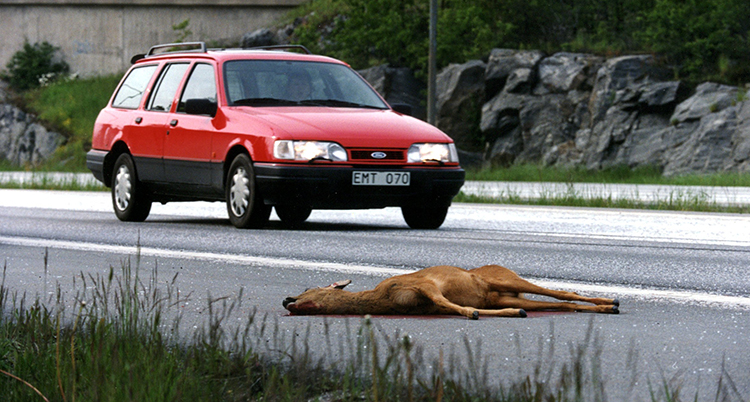 Ett påkört rådjur