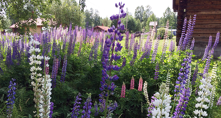Lila, rosa och vita lupiner växer vid en skog.