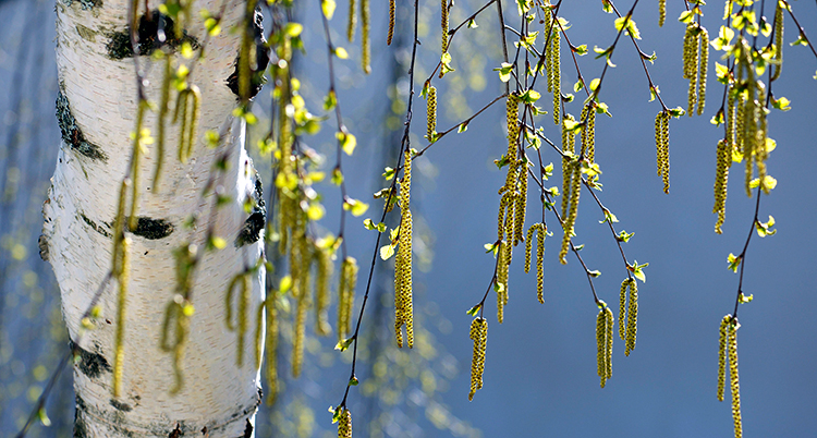 Pollen på en björk.