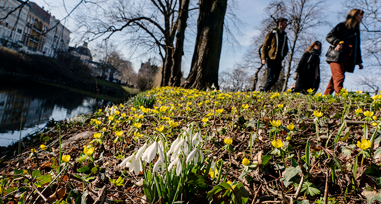 Vårblommor i Malmö.