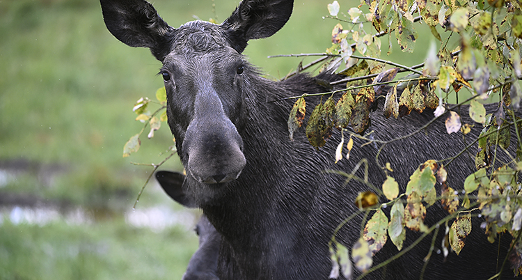 En älg i skogen.