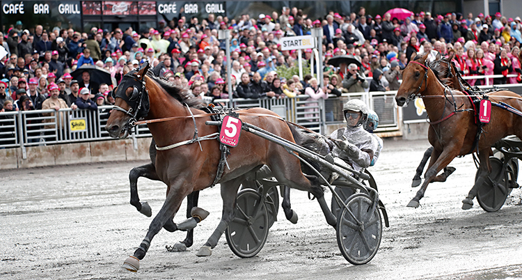 Hästar springer på banan på Solvalla.