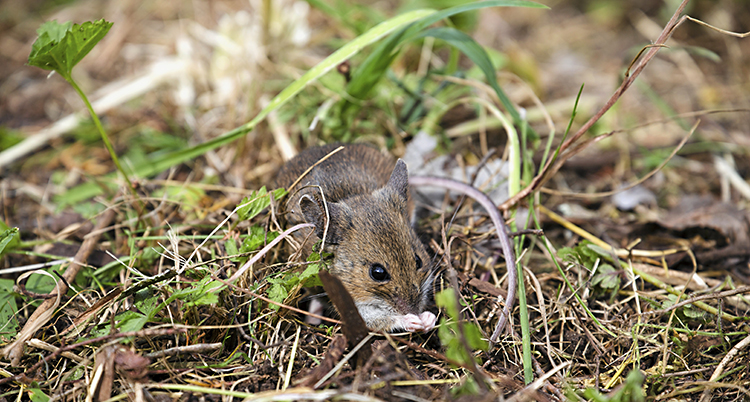 En närbild på en liten grus mus som sitter i en gräsmatta. Gräsmattan har både bruna och gröna strån.
