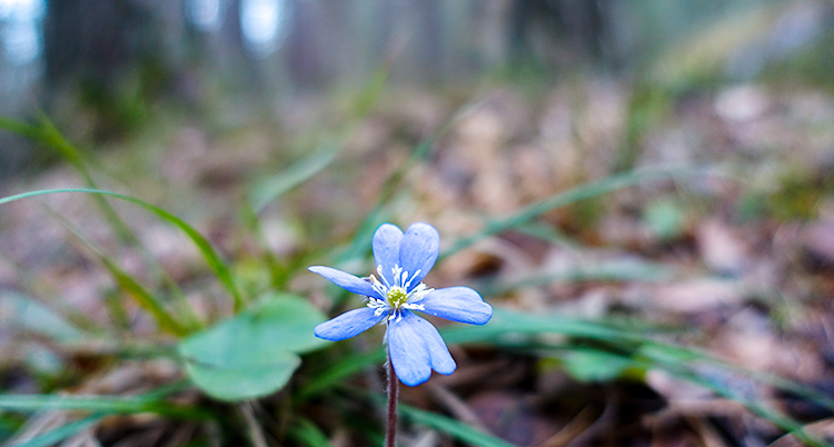 En blåsippa står i en skog