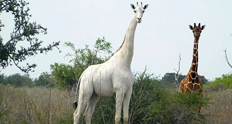 En vit giraff tittar rakt in i kameran. Den står framför några buskar. Bredvid står en mindre vanlig fläckig giraff.