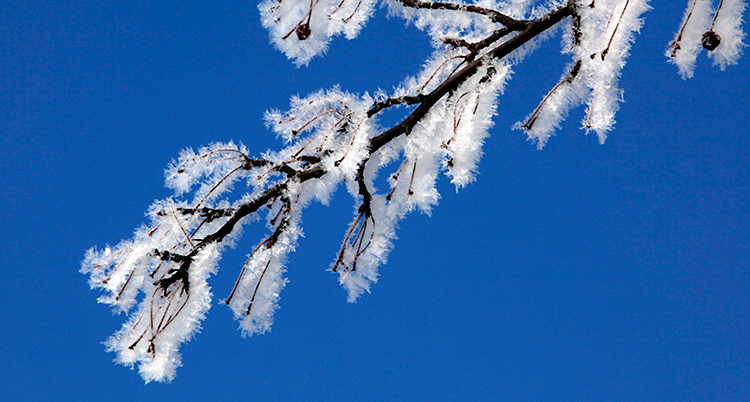 Bilden visar en gren på ett träd. Grenen är vit av frost. I bakgrunden är himlen blå.