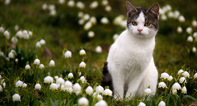 en vit katt med bruna öron på en sommaräng.