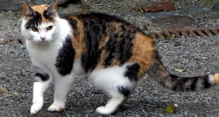 En katt på en grusig yta