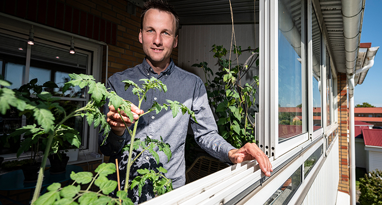 Han står på sin balkong. Framför sig har han tomatplantor.