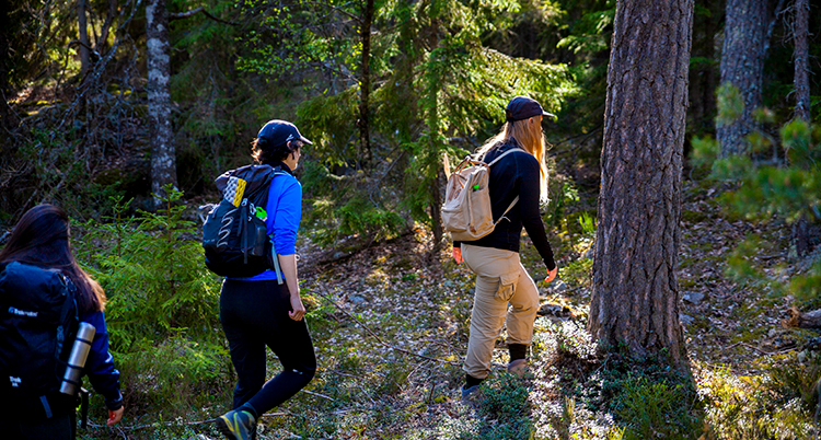 Tre personer går i en skog. De har ryggsäckar.