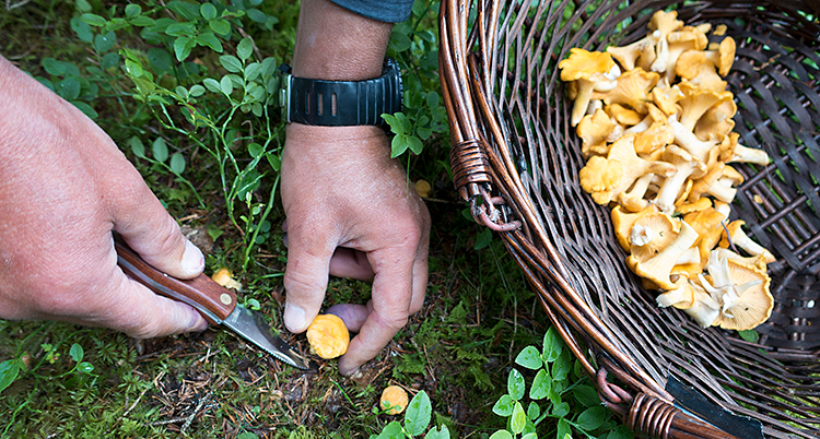 Bilden är tagen i skogen. Vi ser två händer som plockar en kantarell. Bredvid står en korg som det ligger kantareller i.