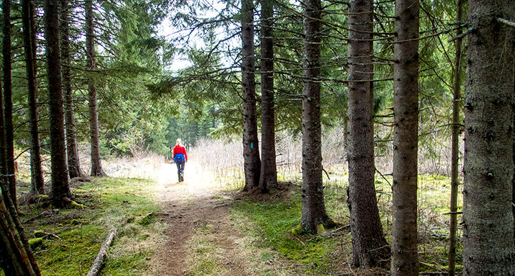 en person går ensam i skogen.