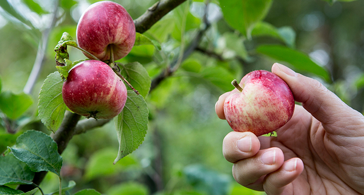 en hand plockar ett äpple från ett träd.