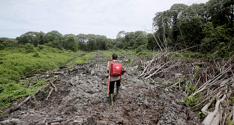 Bilden visar nedhuggen skog i Indonesien.