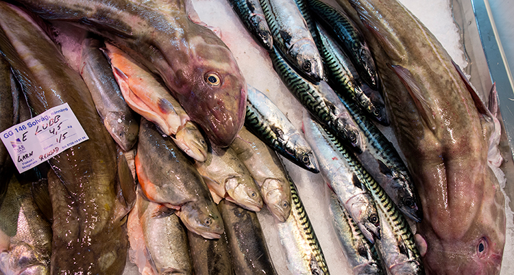 Olika sorters döda fiskar ligger på is i en fiskdisk. Bland annat torsk syns.