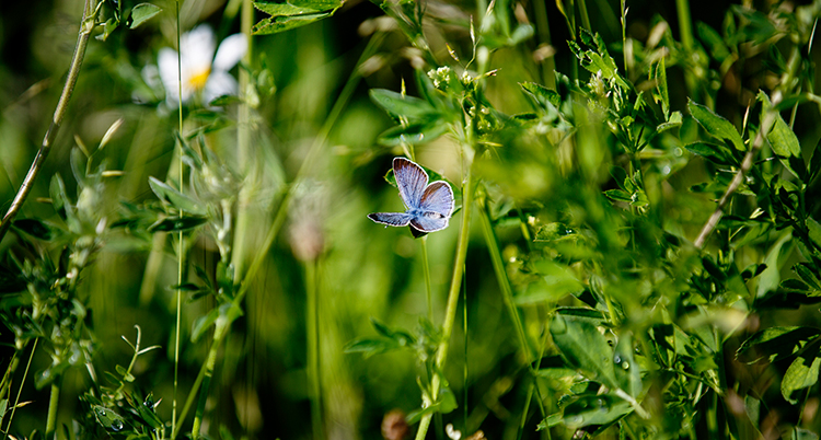 Blommor och högt gräs. En blå fjäril flyger mitt i bilden.