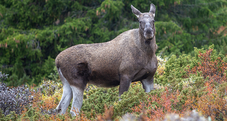 en älgko i skogen tittar rätt in i kameran.