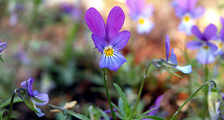 Vi ser blomman styvmorsviol. Den är lila och lite gul i mitten.