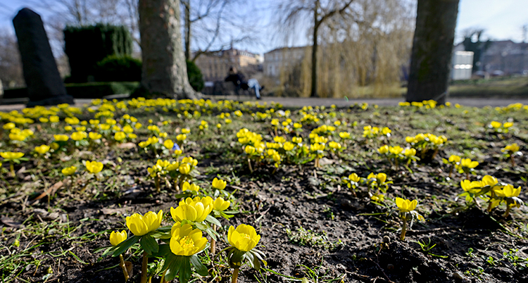 Bilden är tagen på en kyrkogård i Malmö. På marken växer det gula blommor. Blommorna heter vintergäck.