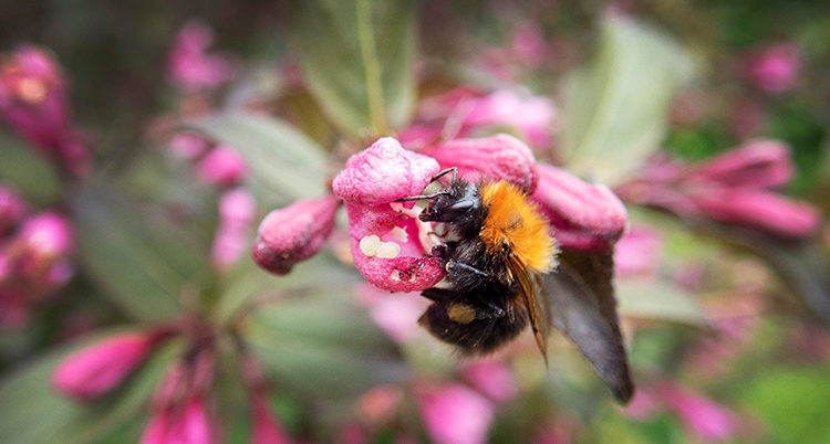 En himla sitter på en rosa blomma.