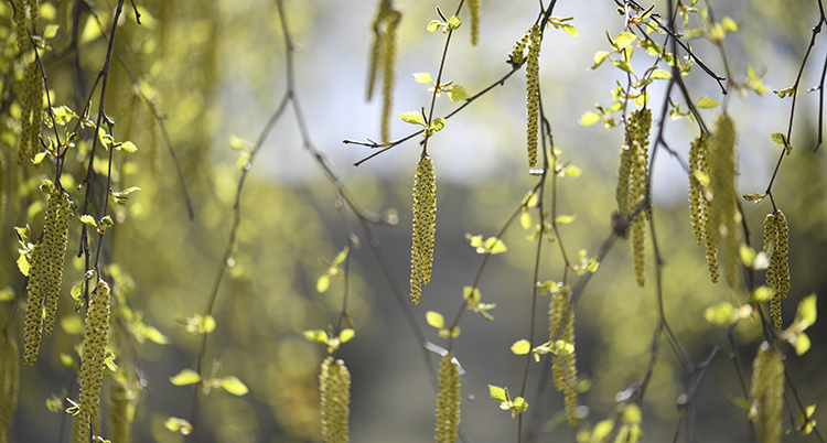 Nära bild på pollen i en björk.