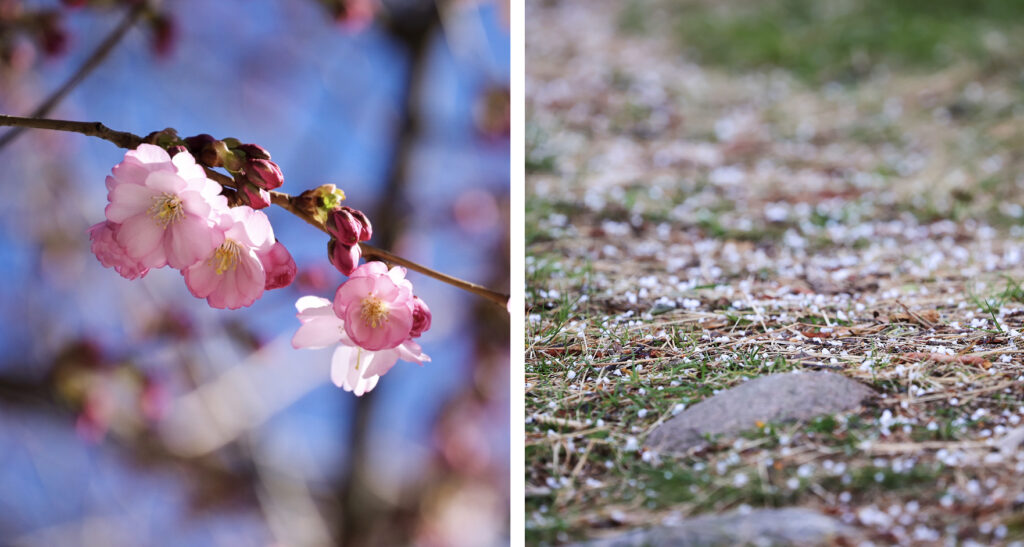 Två bilder. Den enda på körsbärsblommor. Den andra på hagel som ligger på marken.