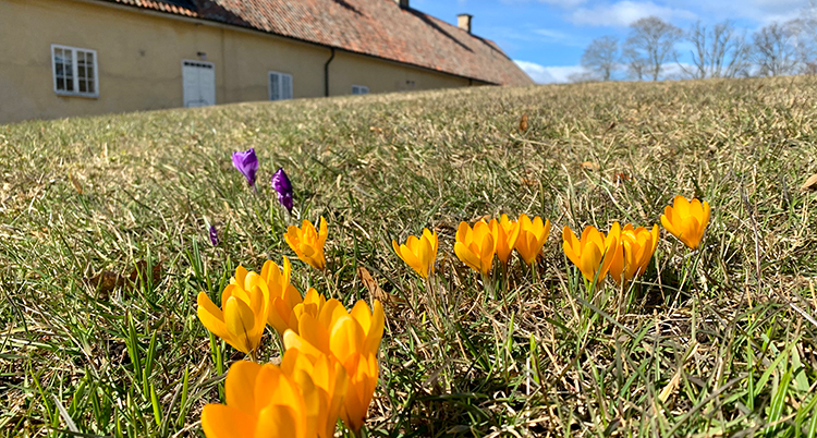 Flera gula blommor sticker upp ur marken.