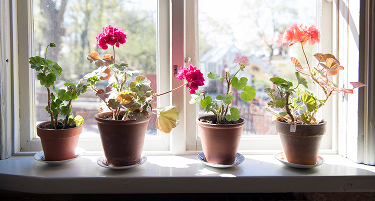 Fyra blommor i krukor står i ett fönster.