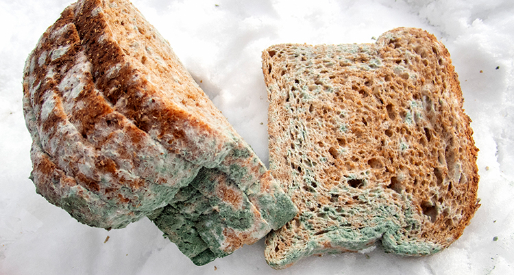 Bild på mögligt bröd.