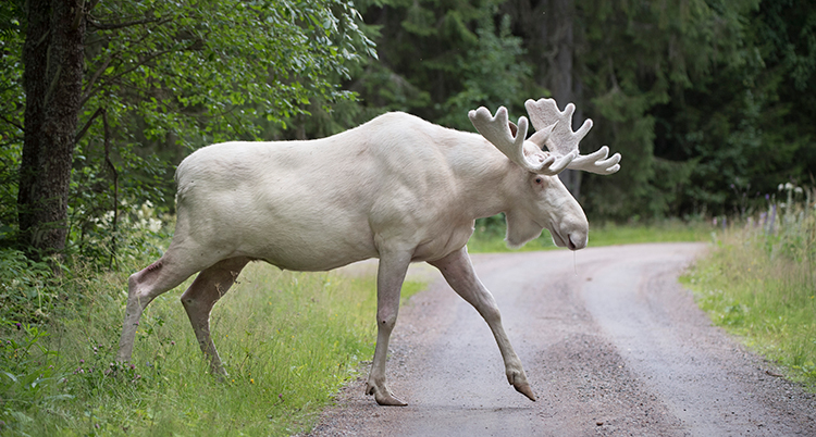 En vit stor älg går över en väg.