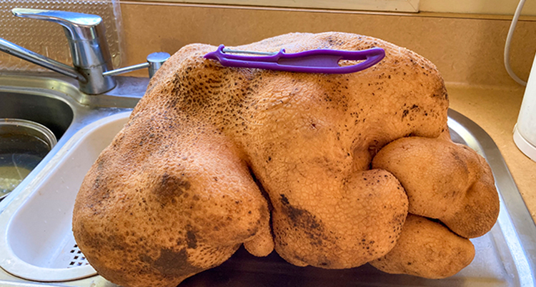 Potatisen ligger på en diskbänk. En blandare syns i bakgrunden