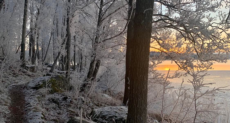 Frostiga träd längs en stig vid vatten och solen som lyser i orange