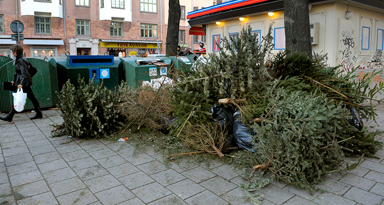 En hög med gamla julgranar. Foto: TT