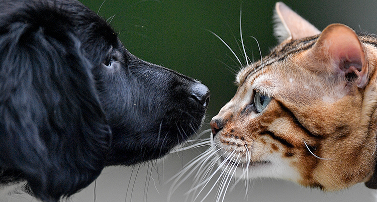 Hunden och katten nosar på varandra