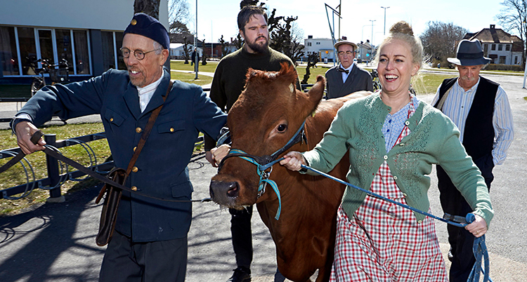 Några personer går och leder en ko.