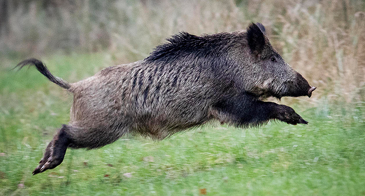 Ett vildsvin hoppar över gräs.