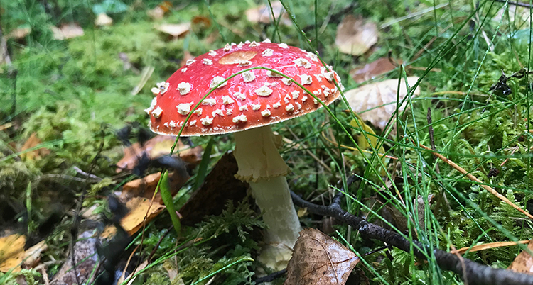En röd flugsvamp i skogen.