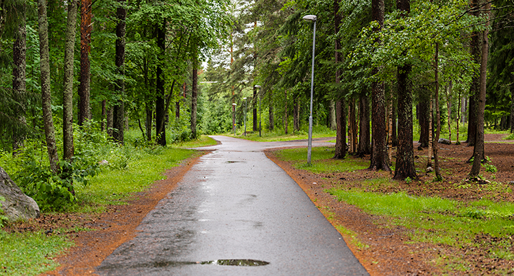 En cykelväg i en skog.