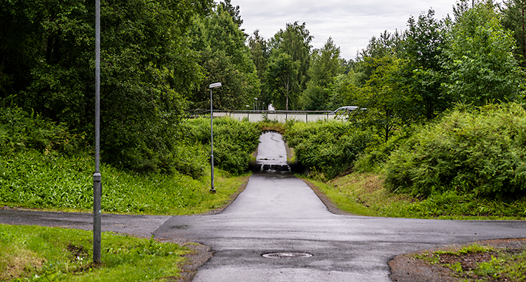 Några cykelvägar i en skog.