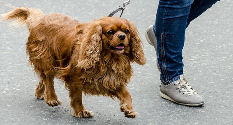 En hund i koppel.